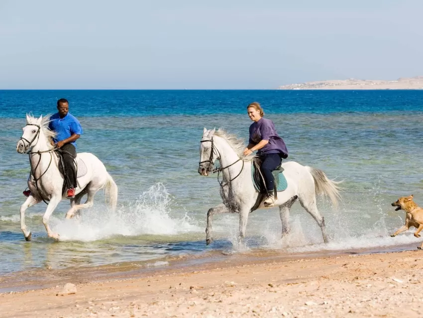 Mercure Hurghada Hotel 4*-95